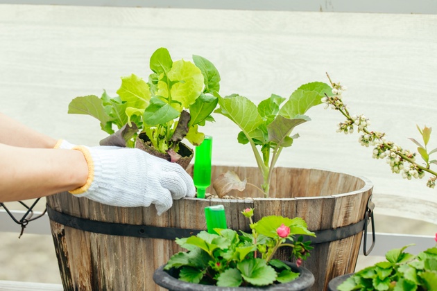 �K�[�f�j���O