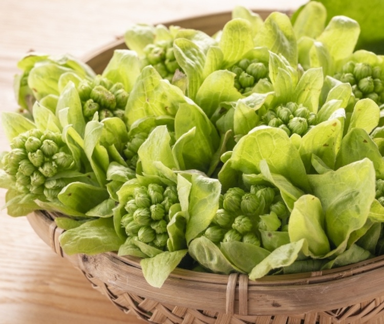 �ӂ��̂Ƃ��̐H�ו��b�ꂭ�Ȃ��I�������̃R�c�Ɛ�i�H�ו����V�s