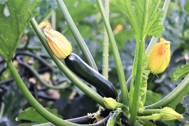 �Y�b�L�[�j