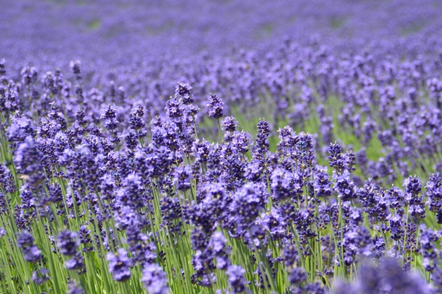 ���x���_�[