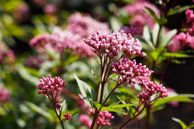 �t�W�o�J�}