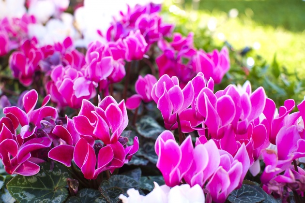 �V�N������