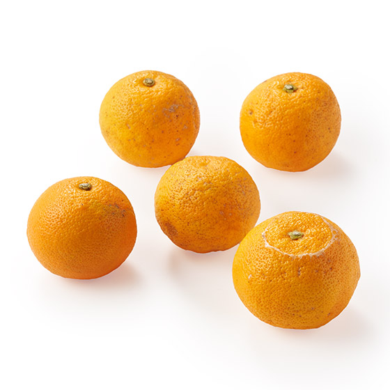 �y��e�ʁz�_���܂�₩ ��������F������(�������Y)