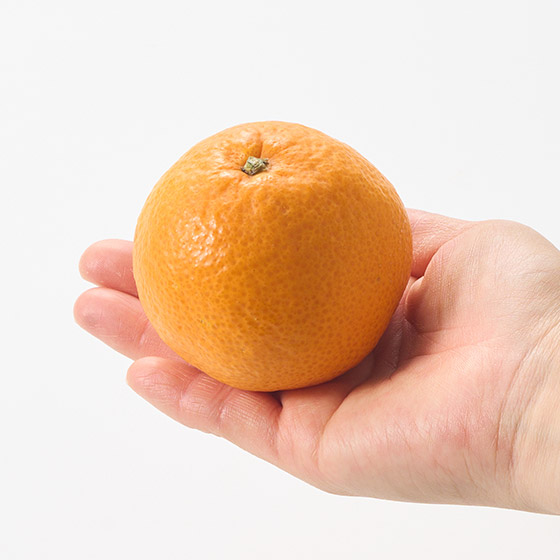 果汁たっぷり ずっしり肥後みかん(3玉 熊本県産)|ISETAN DOOR