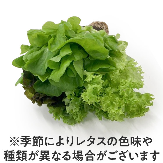 ちぎって完成!3種のリーフレタスMIX(新潟県産)