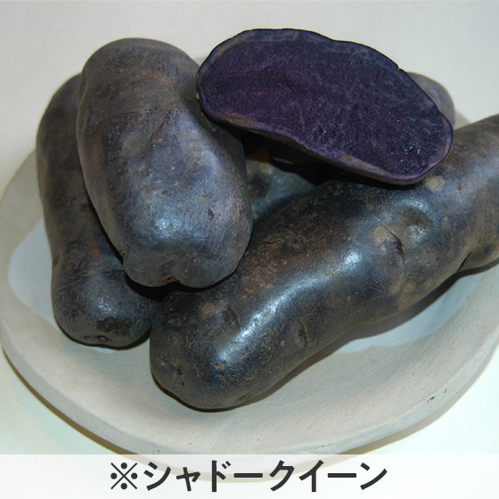 5色のカラフルパッとじゃがいも 北海道産 Isetan Door