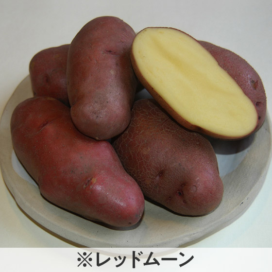 5色のカラフルパッとじゃがいも 北海道産 Isetan Door