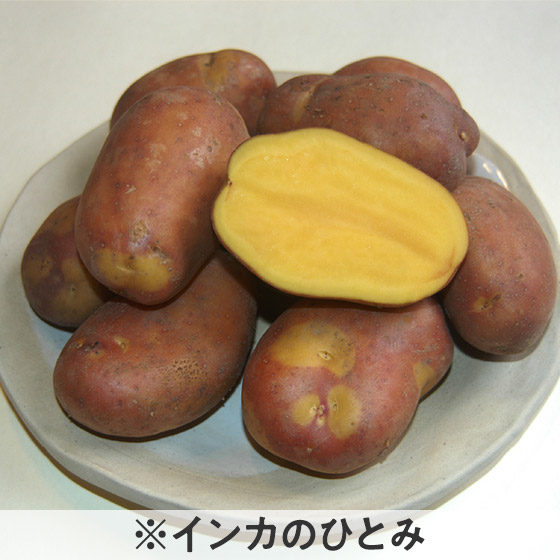 5色のカラフルパッとじゃがいも 北海道産 Isetan Door