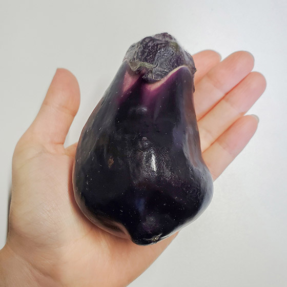 サイズの目安です